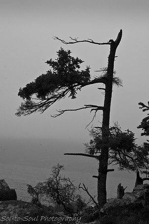 NicoleRichman-Acadia-DSC_0137-3