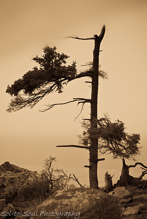 NicoleRichman-Acadia-DSC_0135-3