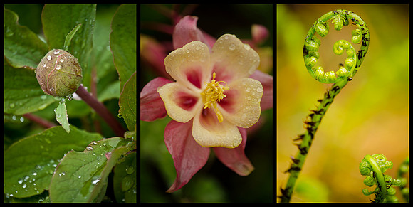 FLOWERCollage